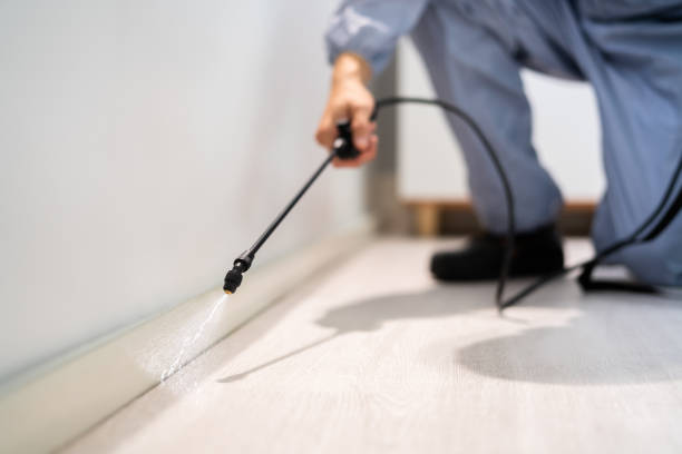 Licensed Ant Control service in Lafayette, LA - Show Me Pest Control